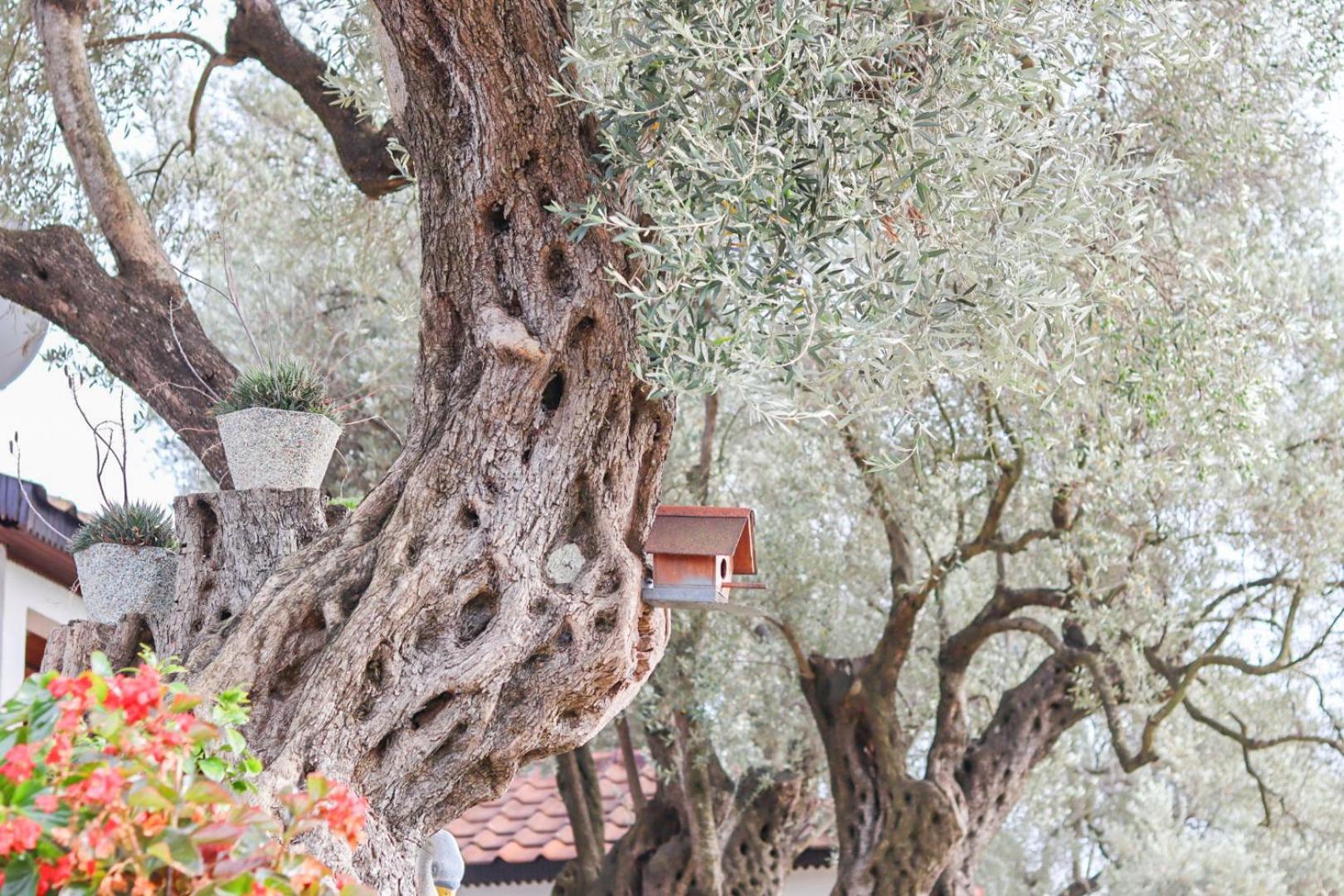 Hilja'S Oliven Garden Bungalows Ulcinj Buitenkant foto