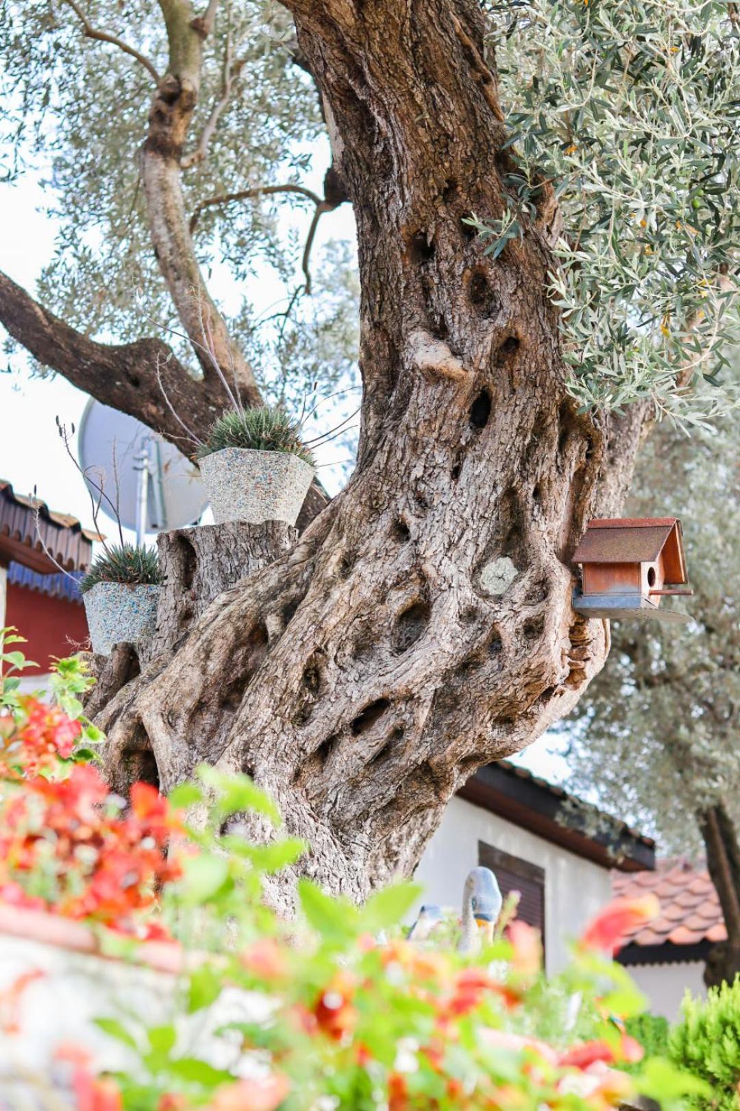 Hilja'S Oliven Garden Bungalows Ulcinj Buitenkant foto