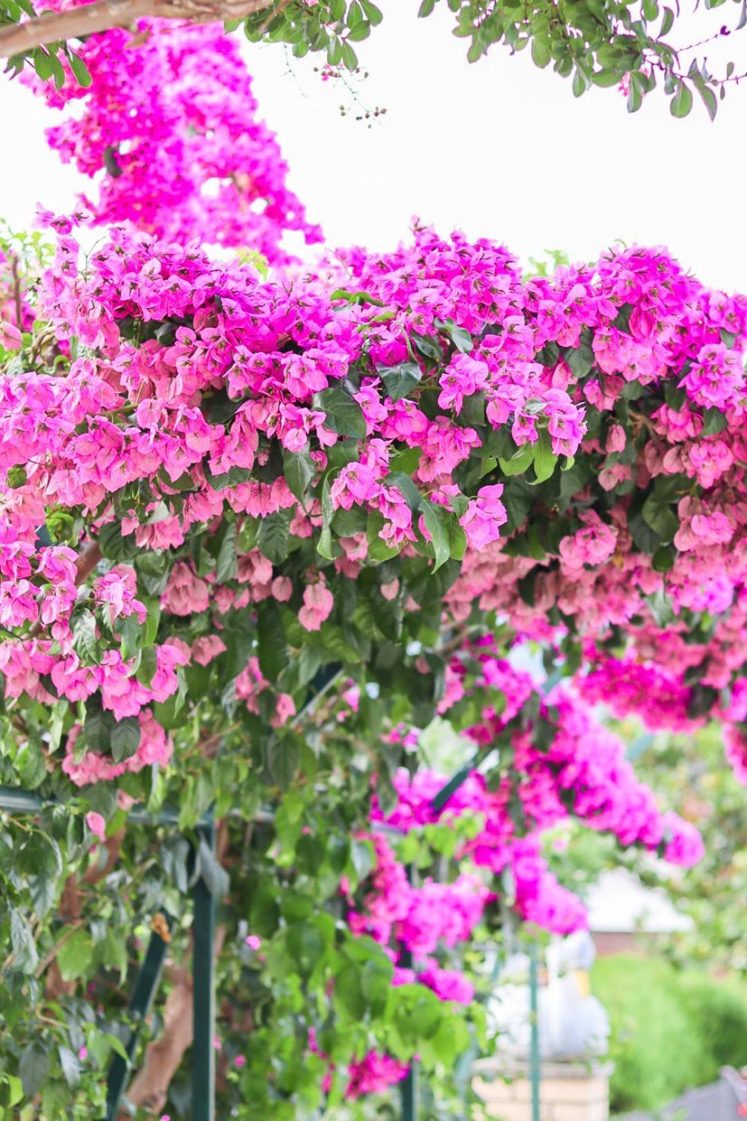 Hilja'S Oliven Garden Bungalows Ulcinj Buitenkant foto
