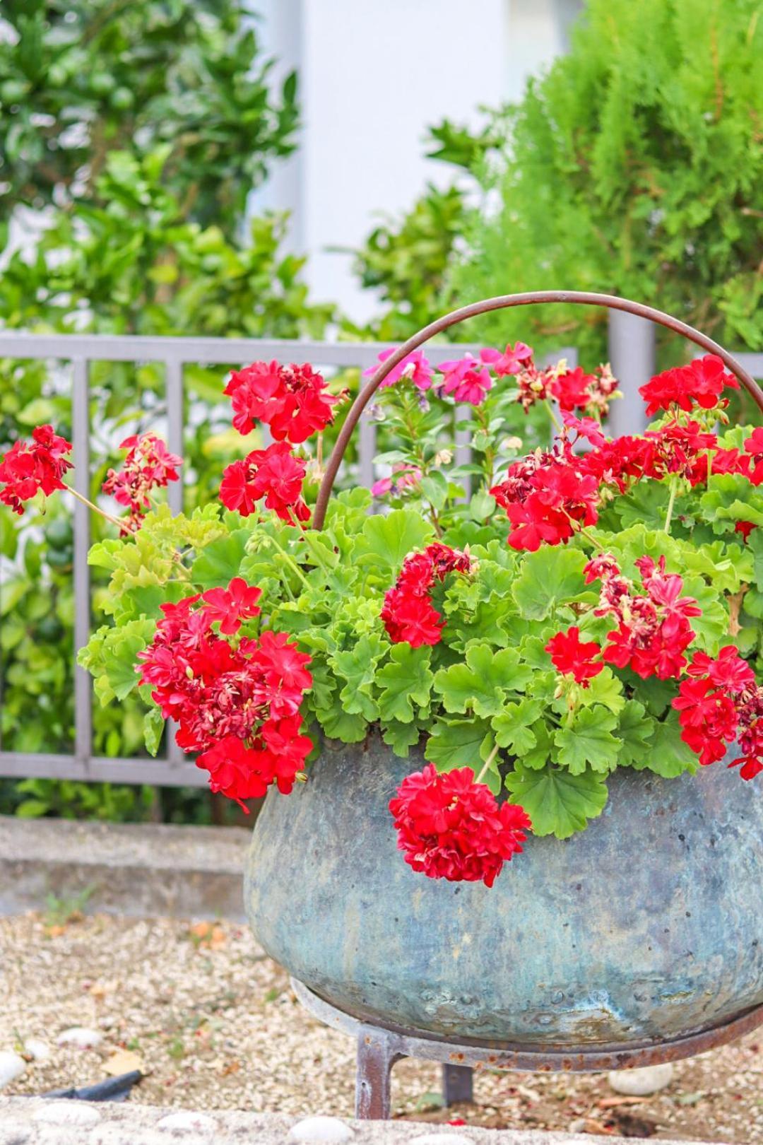 Hilja'S Oliven Garden Bungalows Ulcinj Buitenkant foto