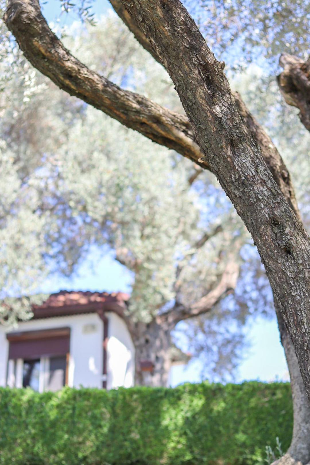 Hilja'S Oliven Garden Bungalows Ulcinj Buitenkant foto