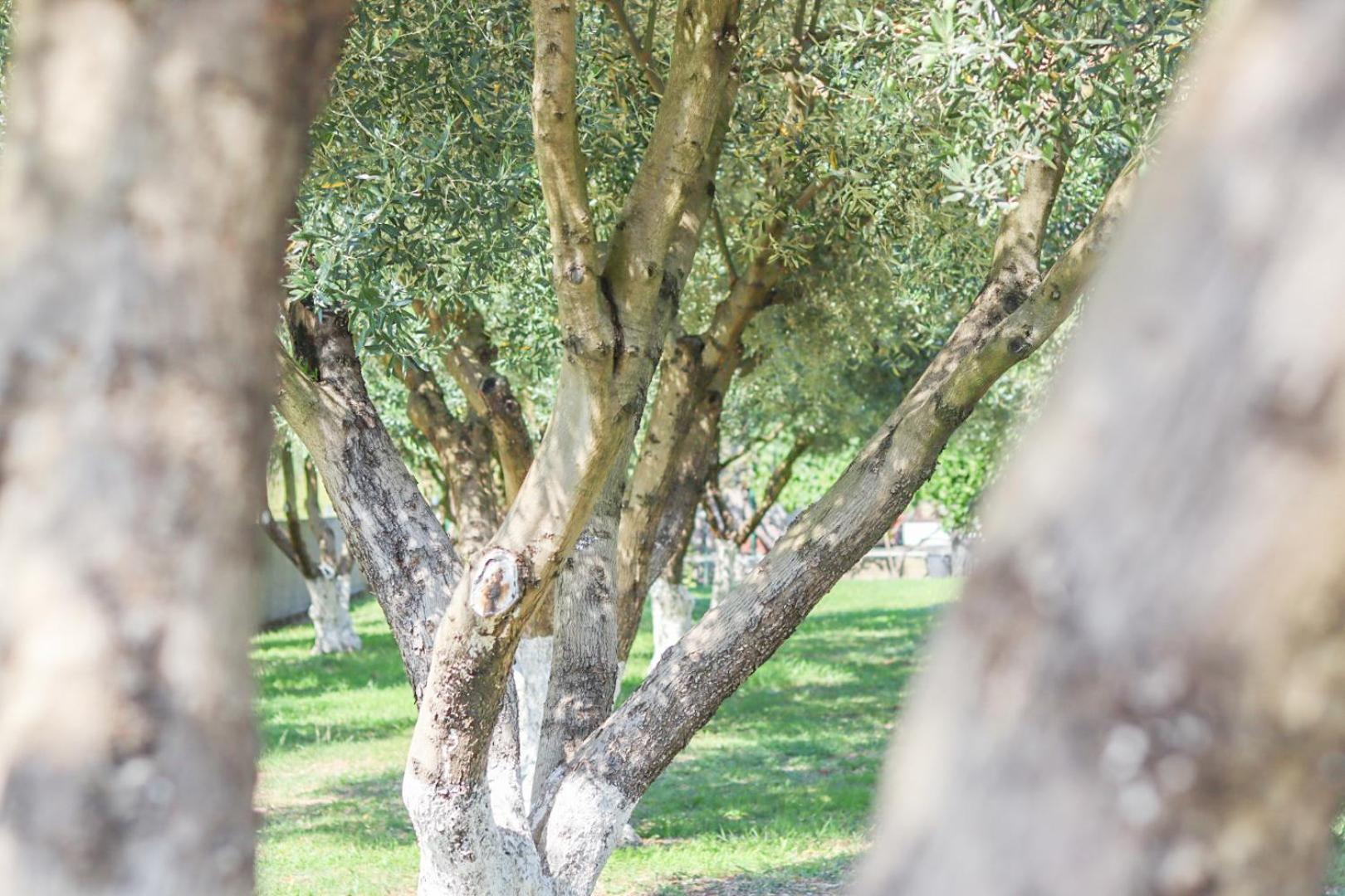 Hilja'S Oliven Garden Bungalows Ulcinj Buitenkant foto